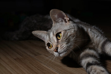 cat on the floor © Ahmed J.R