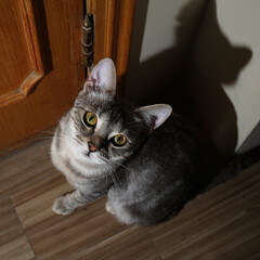 cat on the floor © Ahmed J.R