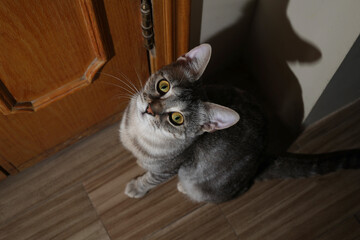 cat on the floor © Ahmed J.R