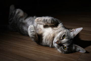 cat on the floor © Ahmed J.R