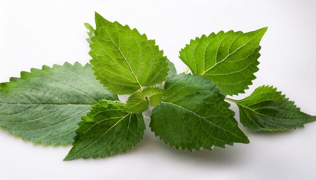fresh patchouli leaves on a white background