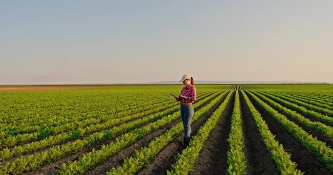 Agronomist inspecting carrot crop growth and quality in a cultivated agricultural field using a tablet for data collection