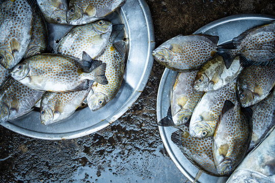 Metal trays filled with fresh orange-spotted rabbitfish (Siganus guttatus)at street seafood market, popular food fish across Southeast Asia, marine food delicacies and exotic seafood selling at bazaar
