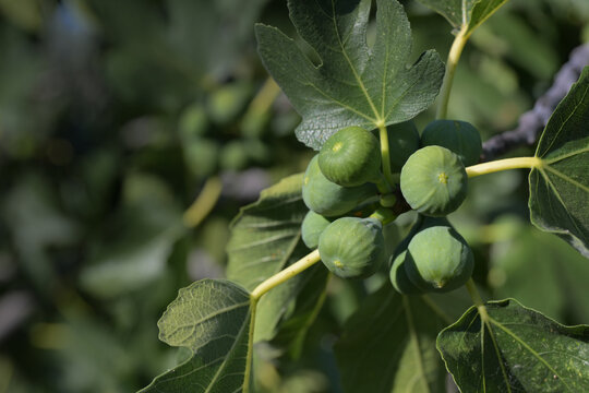 Green fresh fig fruits ripening on a tree branch among leaves. Healthy eating