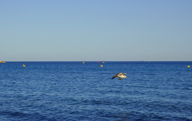 Naklejka premium Möve im Flug am Strand von La Seyne-sur-mer - Sablettes Beach