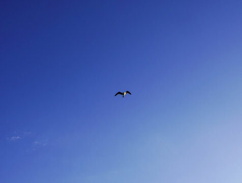 M&ouml;ve im Flug am Strand von La Seyne-sur-mer - Sablettes Beach