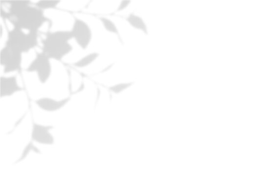 Leaf Branch Shadow Corner Overlay Natural Light Effect