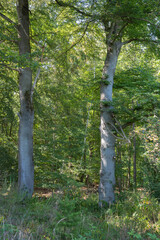 Obraz premium Two tall trees in a green forest near a walking path on a sunny day