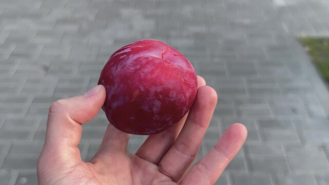 Hand holding a ripe red plum over a blurred gray pavement. Fresh juicy fruit, summer harvest, sweet stone fruit, healthy snack, organic food