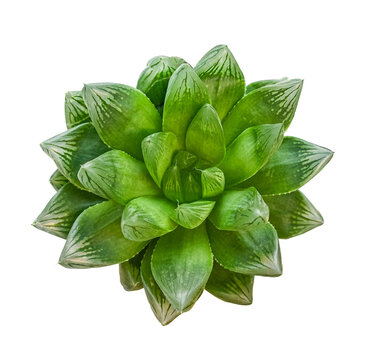Haworthia succulent plant isolated on white background, green rosette with translucent striped leaves, exotic houseplant for botanical, gardening and interior decor concepts.