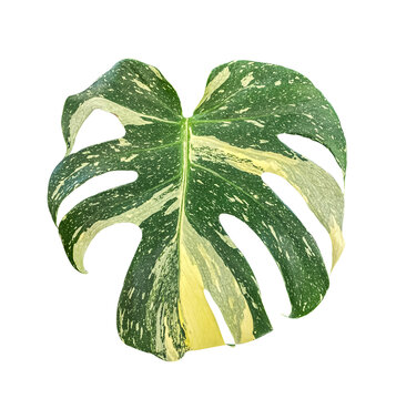 Variegated Monstera leaf isolated on white background, tropical houseplant with green and cream foliage, exotic botanical plant, indoor gardening and modern interior decor.