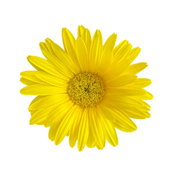 Bright yellow daisy flower isolated on white background, vibrant blooming blossom with delicate petals and detailed center, fresh spring floral beauty for nature, garden and design.