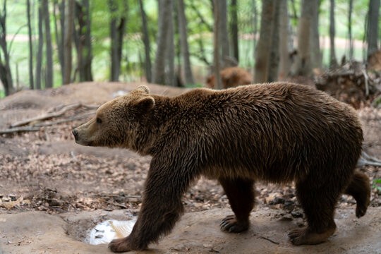 Profile view of a large mature European brown bear Ursus arctos walking outdoors along a forest floor with tree trunks at the Arcturos Environmental Centre in Nymfaio Greece. 