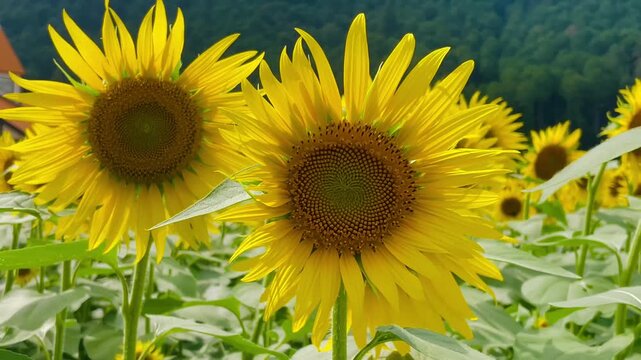 A close-up camera pan of vibrant yellow sunflowers with a carpenter bee pollinating, set against a backdrop of lush green hills