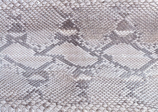 Gray Snake Skin Texture Macro Background