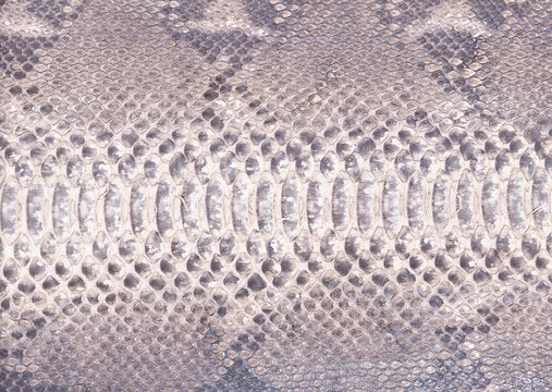 Gray Snake Skin Texture Macro Background