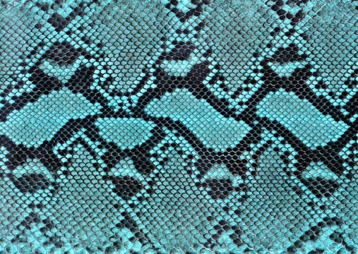 Teal Snake Skin Texture Macro Background