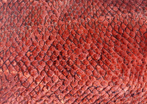 Orange Lizard Skin Texture Macro Background