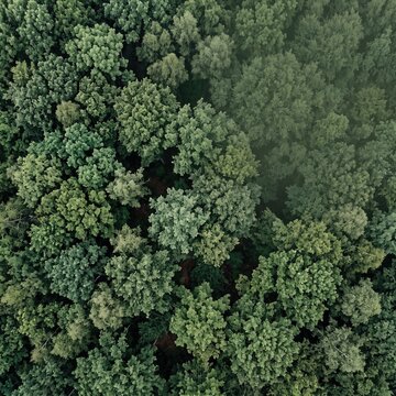 Mixed leaf crowns creating detailed top down forest texture