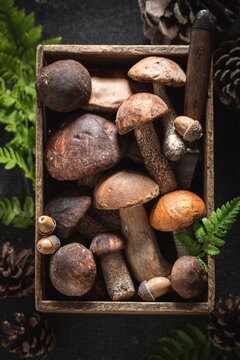 Unique and noble mushrooms picked from deciduous forest.