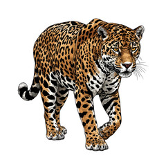 Obraz premium Majestic jaguar walking illustration isolated on transparent background
