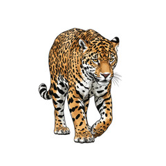 Obraz premium Majestic jaguar walking illustration isolated on transparent background