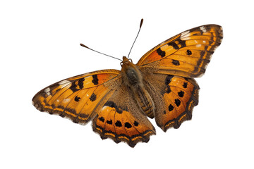 Naklejka premium Orange butterfly with black spotted wing pattern