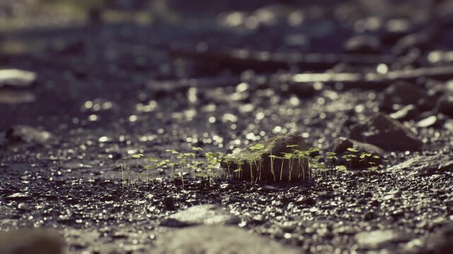Closeup moss on stream bed with shimmering water highlights and glittering bokeh, intimate texture study for macro photographer and botanist fieldwork.