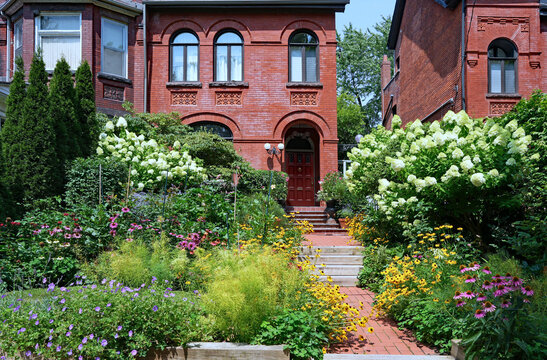 Front garden with coneflowers and hydrangea bushes, older urban semi-detached houses