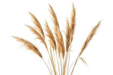 Fototapeta premium Soft dried ornamental grass bouquet with feathery plumes