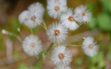 Fototapeta premium Dandelion flower. Fluffy puff of dandelion. Flower prepares to spread its seeds in the springtime. Dandelion wildflower in nature. Soft and fluffy. Dandelion in wild nature