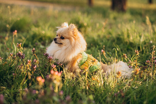 Cute pomeranian spitz wearing green dress sitting in green grass with flowers at sunset. Outdoor pet care concept.