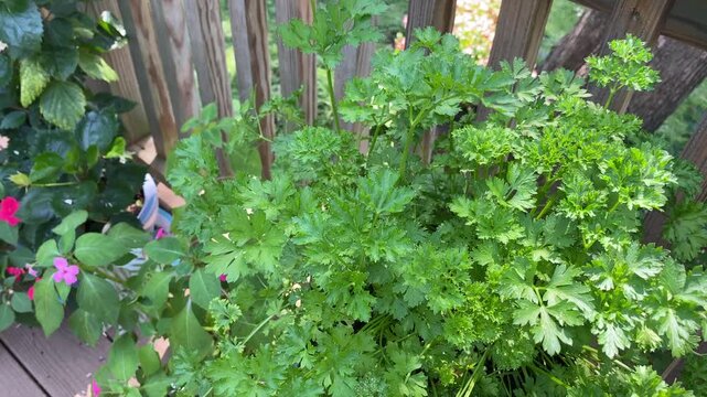 Parsley plant on a porch or deck blowing in the wind