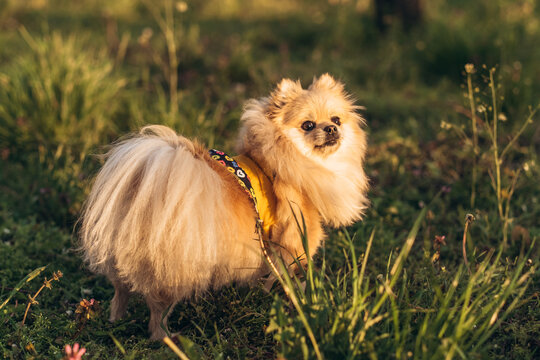 Cute pomeranian spitz wearing green dress sitting in green grass with flowers at sunset. Outdoor pet care concept.