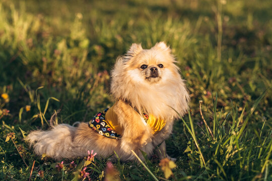 Cute pomeranian spitz wearing green dress sitting in green grass with flowers at sunset. Outdoor pet care concept.