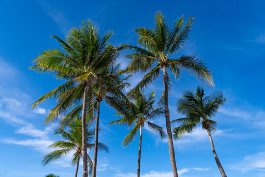 Tropical beach in Miami. Tropical outdoor scene with palm tree. Tropical summer vacation. Exotic nature. Palm tree at beach. Summer vacation in Miami south beach, Florida. Palm tree of California
