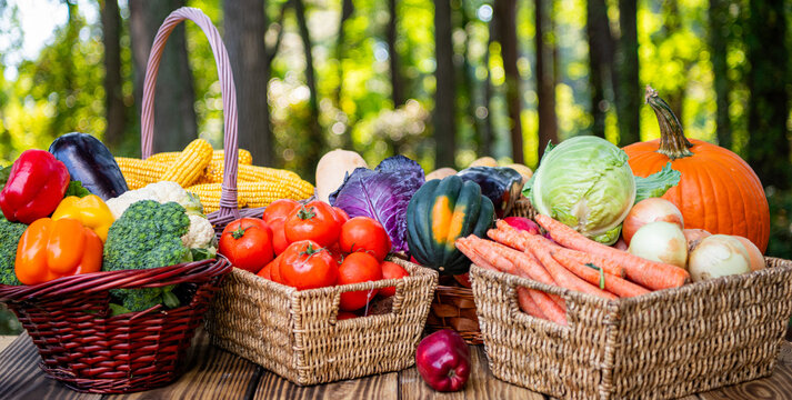 Eco farming and farm fresh harvesting. Summer or autumn farm crop. Vegetable harvesting. Fresh and organic healthy vegetable. Gardening agriculture cultivation. Organic food. Harvest of vegetable