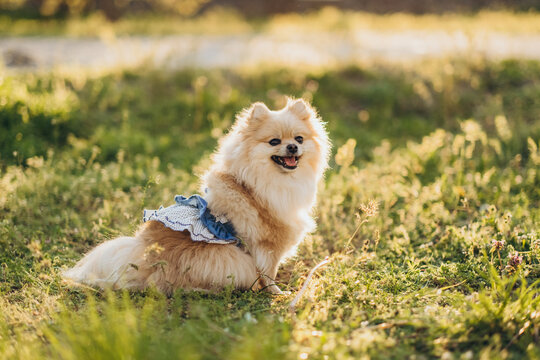 Cute pomeranian spitz wearing green dress sitting in green grass with flowers at sunset. Outdoor pet care concept.