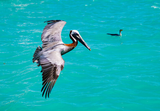 Pelican swimming in sea. Flock of birds. Fauna and nature. Pelican migration. Bird swim in formation. Birds migration. Flock of pelican bird. Migratory birds migration. Flock migrating pelican flying