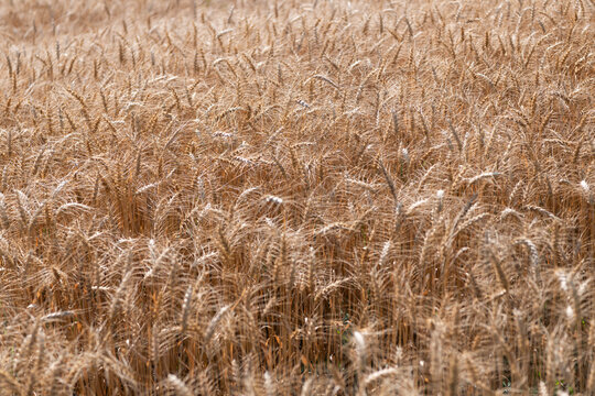 Wheat grain on the spikelet at the field. Ears of rye crop. Agriculture business and harvest. Landscape with field of ripe rye in summer. Agriculture barley or rye field. Summer nature