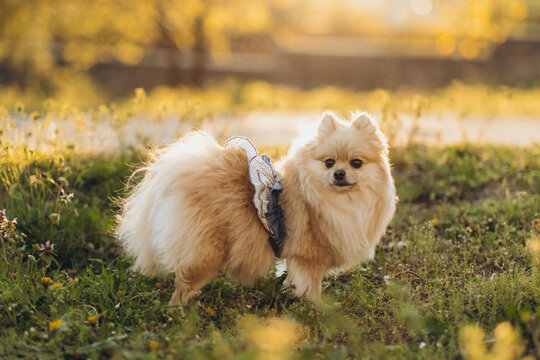 Cute pomeranian spitz wearing green dress sitting in green grass with flowers at sunset. Outdoor pet care concept.