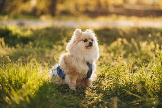 Cute pomeranian spitz wearing green dress sitting in green grass with flowers at sunset. Outdoor pet care concept.