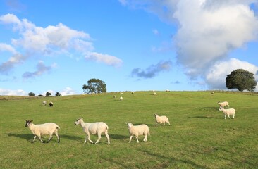Obraz premium Sheep and lambs in sunlit field in rural Ireland in summertime 