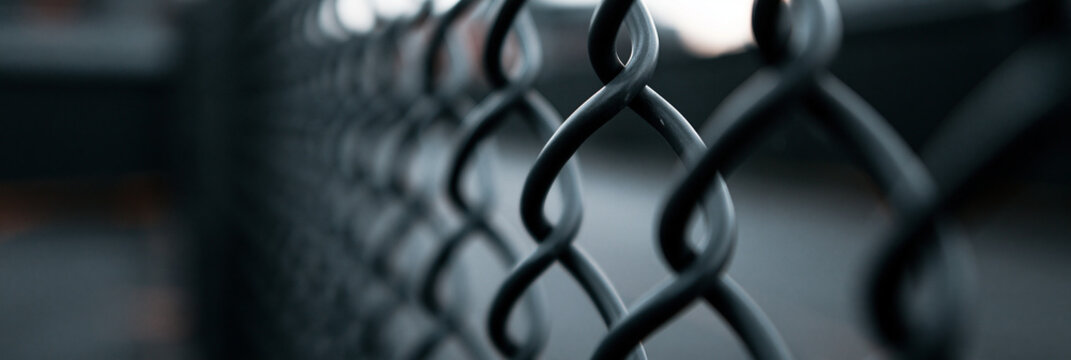 Close-up of a black diamond-patterned chain-link fence framing the background.