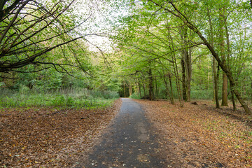 Obraz premium Path with fallen leaves in forest outdoor. Autumn nature landscape. Fallen leaves in park. Nature fall season. Fall season park. Autumn landscape with path in nature. Hiking in fall forest