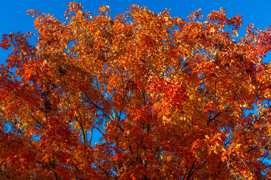 Nature fall weather. Seasonal forest. Natural fallen leaves. Autumnal leaves on tree. Autumnal season nature. Bright color fall. Autumn season. Fall leaves change color. Autumn colors