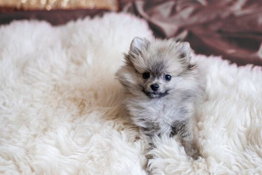 A small Pomeranian puppy sits indoors on a soft white faux fur blanket.
