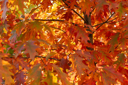 Autumn leaf natural foliage. Autumn nature. Red leaves on oak tree. Seasonal autumnal park. Autumn red leaves. Red leaves ready to fall. Nature fall season. Fall season forest