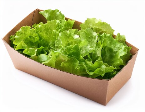 fresh green salad in cardboard box isolated on white background
