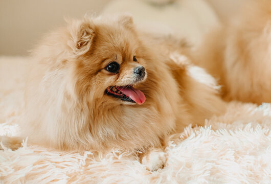 Cute fluff Pomeranian spitz dog sitting indoors on a soft blanket. Adorable small pet portrait at home.